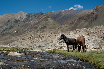 Beautiful landscape with mountain, river and horse at Leh , India.