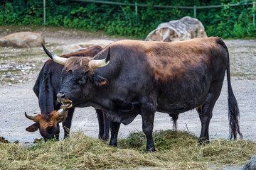 Heck cattle, Bos primigenius taurus or aurochs in the zoo