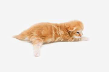 Newborn Persian Kitten isolated on White