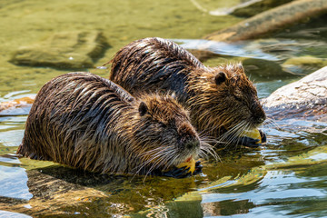 Coypu, Myocastor coypus, also known as river rat or nutria