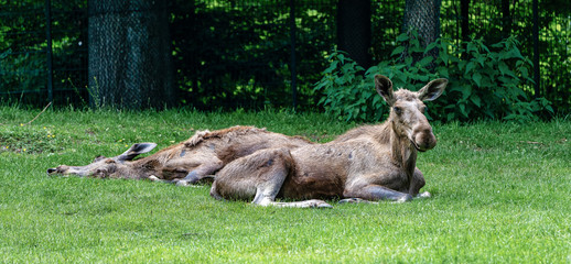 European Moose, Alces alces, also known as the elk