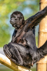 The black-headed spider monkey, Ateles fusciceps is a species of spider monkey