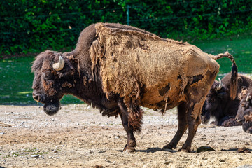 American buffalo known as bison, Bos bison in the zoo