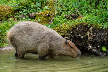 Capybara, Hydrochoerus hydrochaeris grazing on fresh green grass