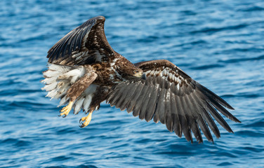 Fishing White-tailed eagle. Juvenile bird. Blue Ocean background. Scientific name: Haliaeetus albicilla, also known as the ern, erne, gray eagle, Eurasian sea eagle and white-tailed sea-eagle.