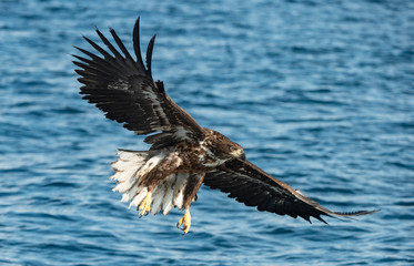 Fishing White-tailed eagle. Juvenile bird. Blue Ocean background. Scientific name: Haliaeetus albicilla, also known as the ern, erne, gray eagle, Eurasian sea eagle and white-tailed sea-eagle.
