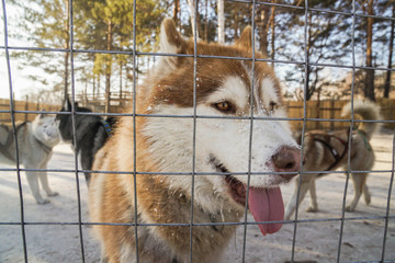 selective focus on steel cage and fence to keep Siberian Husky dogs in the outdoor farm