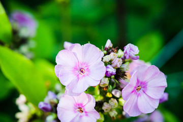 Blooming phlox in the garden. Shallow depth of field.