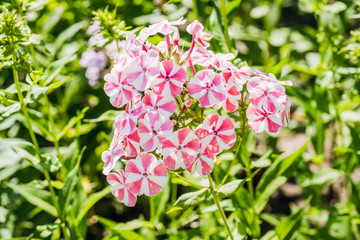 Blooming phlox in the garden. Shallow depth of field.