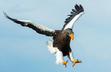 Adult Steller's sea eagle in flight. Sky background. Scientific name: Haliaeetus pelagicus. Natural Habitat.