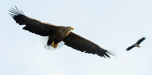 Adult White-tailed eagle in flight. Sky background. Scientific name: Haliaeetus albicilla, also known as the ern, erne, gray eagle, Eurasian sea eagle and white-tailed sea-eagle.