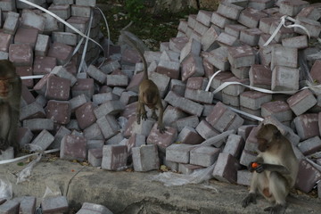 Macaque monkeys playing with construction material they pulled apart