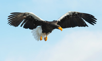 Adult Steller's sea eagle in flight. Sky background. Scientific name: Haliaeetus pelagicus. Natural Habitat.