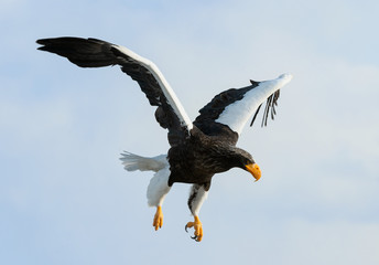 Adult Steller's sea eagle in flight. Sky background. Scientific name: Haliaeetus pelagicus. Natural Habitat.