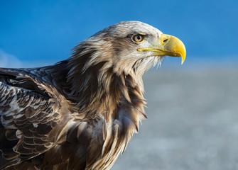 Closeup portait of White-tailed eagle.  Scientific name: Haliaeetus albcilla.