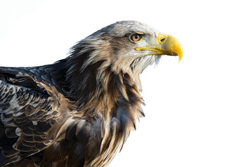 Closeup portait of White-tailed eagle on the white background.  Scientific name: Haliaeetus albcilla. Isolated on the white.