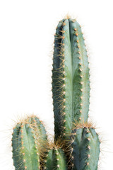 Houseplant cactus isolated