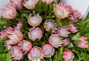  King protea or  protea cynaroides the national flower of South Africa