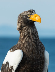 Close up portrait of Adult Steller's sea eagle.  Scientific name: Haliaeetus pelagicus. . Blue background.
