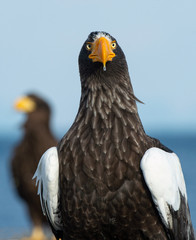Close up portrait of Adult Steller's sea eagle.  Scientific name: Haliaeetus pelagicus. . Blue background.