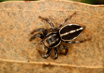 Jumping spider, Salticidae family, Coorg, Karnataka, India