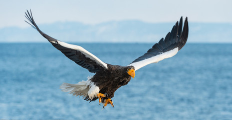 Adult Steller's sea eagle in flight.  Scientific name: Haliaeetus pelagicus. Blue sky and ocean background.