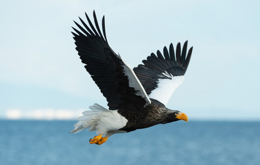 Adult Steller's sea eagle in flight.  Scientific name: Haliaeetus pelagicus. Blue sky and ocean background.