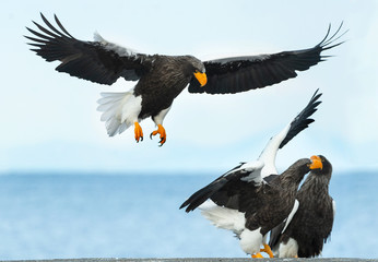 Adult Steller's sea eagle is landing.  Scientific name: Haliaeetus pelagicus. Blue sky and ocean background.