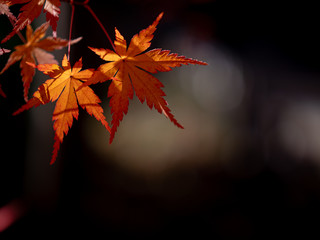 紅葉の風景　モミジ
