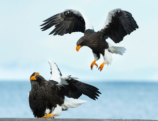 Adult Steller's sea eagle is landing.  Scientific name: Haliaeetus pelagicus. Blue sky and ocean background.