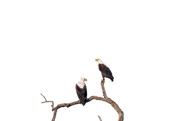 Two african fish eagles on tree branch, isolated on white