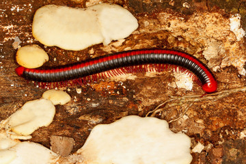 Red spined millipede, Xenobolus carnifex at Coorg in Karnataka, India