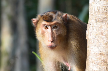 Southern Pig-Tailed Macaque (Macaca nemestrina) or Beruk in Borneo (Kalimantan), Indonesia. 