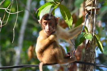Southern Pig-Tailed Macaque (Macaca nemestrina) or Beruk is Sitting on a rope. in Borneo (Kalimantan), Indonesia. 