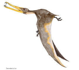 白亜紀前期に生息した翼竜。頭骨から推定された翼開長は約4から5メートル。ブラジル・セアラ州で発見されている。ケアラダクティルスと呼称されるのは、この州名に由来する。特徴は乱杭状の歯。嘴の先端の鋭く長い歯は低空で滑空し、海面に浮いた魚を捕らえるのに適していたと思われる。