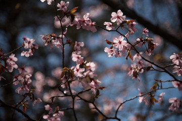 Fototapeta na wymiar The show of the cherry blossoming season