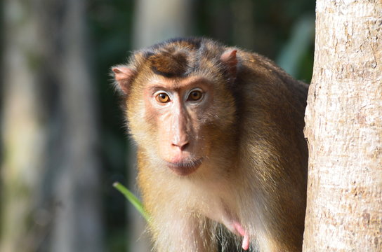 Southern Pig-Tailed Macaque (Macaca nemestrina) or Beruk in Borneo (Kalimantan), Indonesia. 
