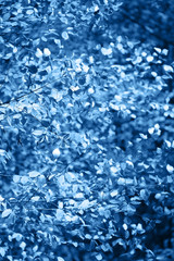Background with fresh leaves on tree branches. Toned classic blue - color of the year 2020.