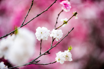 The show of the cherry blossoming season