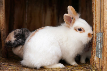 Obraz premium Cute little rabbits in a farm. Selective focus.