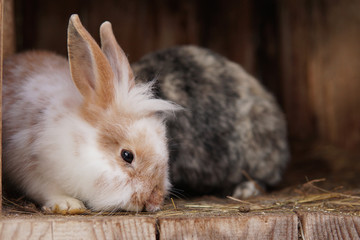 Cute little white rabbit in a farm.