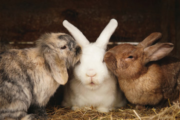 Cute rabbits different color: brown, white and tricolor sitting together. Farm rabbits. Friendship,...