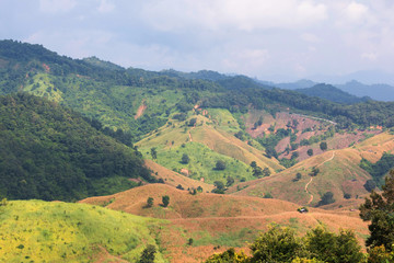 Forests in Thailand have been destroyed to grow corn