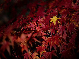 紅葉の風景　モミジ