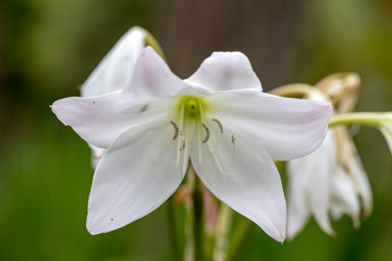 Coelia bella - a species of orchid native to Mexico, Guatemala, Honduras  and Costa Rica