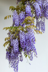 Jacaranda Tree in blossom. Funchal on Madeira Island. Portugal