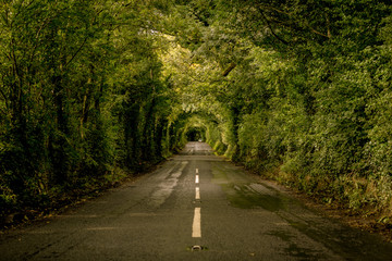 Obraz premium Tree covered paths