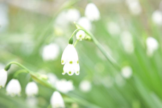 スズラン Images Browse 1 691 Stock Photos Vectors And Video Adobe Stock