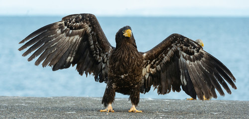 Juvenile steller`s sea eagle spreading wings.  Scientific name: Haliaeetus pelagicus. Blue sky and ocean background.  Winter Season.