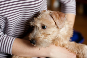 Irish Soft Coated Wheaten Terrier Puppy is sitting on the hands of a man
